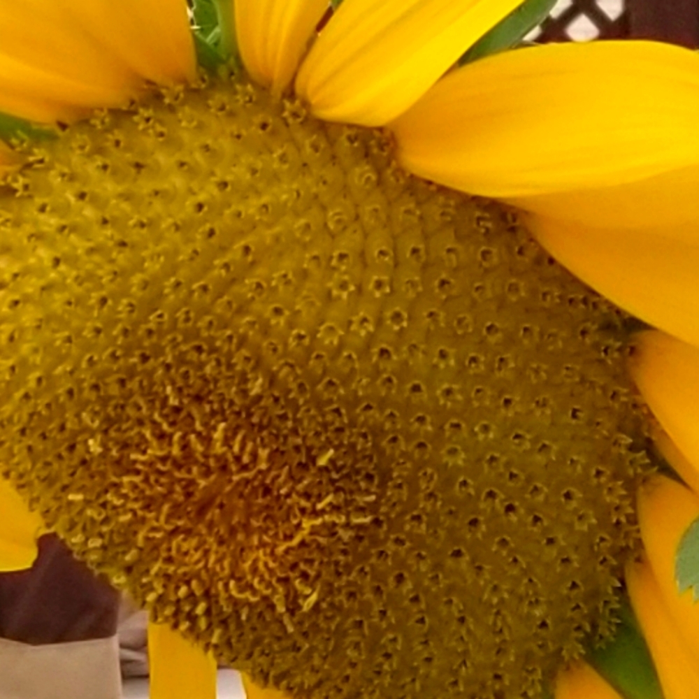 Meet your Posher, Angela